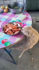 How do you feel about seeing such animals?