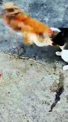 How do you feel about seeing such animals?