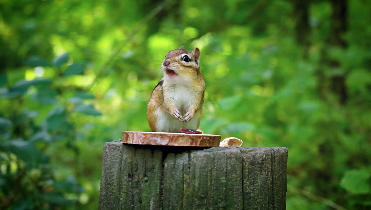 Chipmunk eating and then standing on its hind legs - 4K