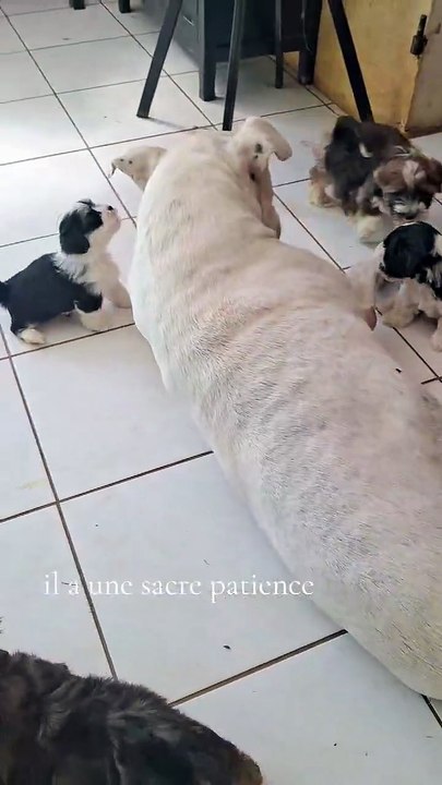 Oxo et les bébés Bichons Havanais