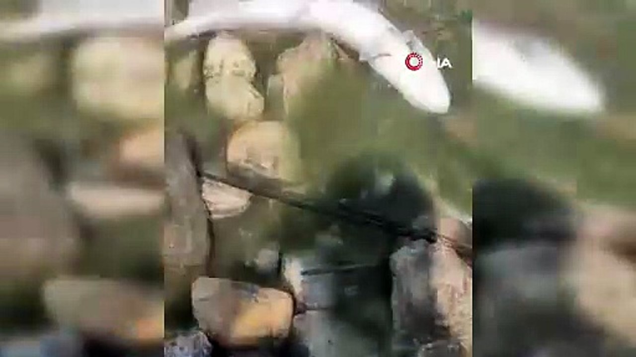 Bandırma’da Doğal Felaket! Kuş Cenneti’nde Binlerce Balık Ölüyor!