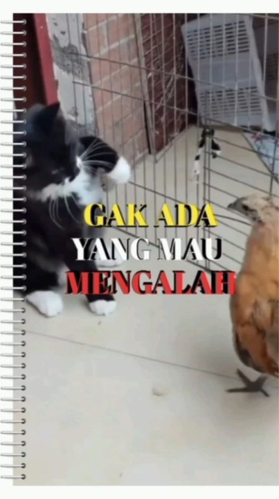 Strong fighting,who Will win