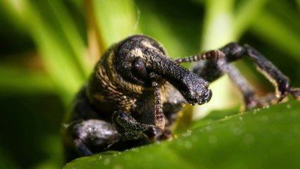 Close up shot of a Blossom weevil on a green leaf