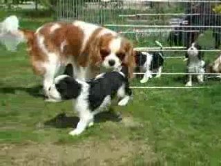 Diabolo menthe cavalier