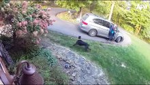 Good Boys Being Bad Dogs Best National Dog Day Fails