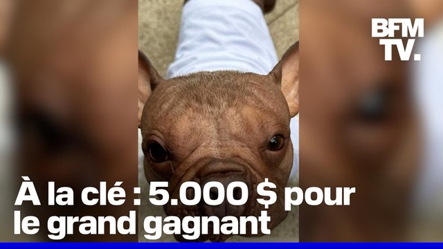 Pétunia, une femelle bouledogue français, élue chien le plus laid du monde