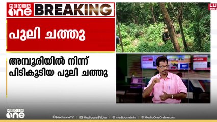 തിരുവനന്തപുരം അമ്പൂരിയിൽനിന്ന് പിടികൂടിയ പുലി ചത്തു