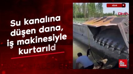 Iğdır'da su kanalına düşen dana, iş makinesiyle kurtarıldı