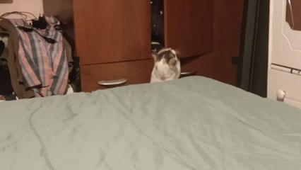 Curious cat tries to get into mom's closet and finally breaks in
