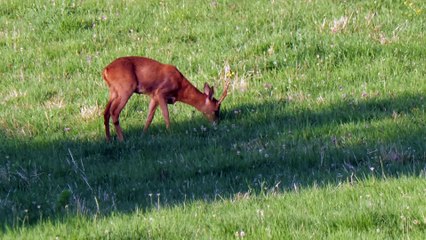 Du froid aux mouches
