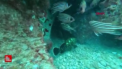 Akdeniz'de, Kızıldeniz kökenli balık sayısı 72'ye ulaştı