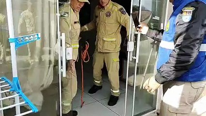 Cavalo cai sobre casa em Almirante Tamandaré