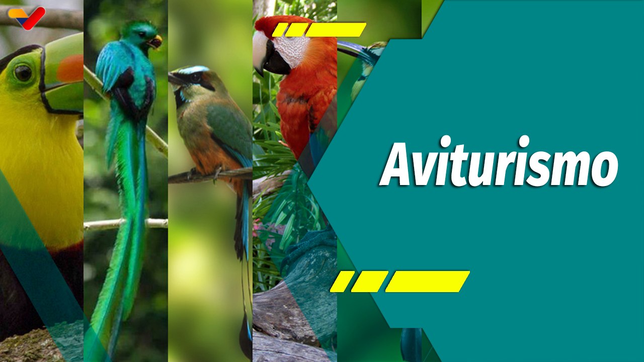 Punto Verde | Aviturismo: Herramienta para el desarrollo y conservación de la biodiversidad