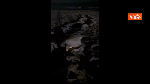 Sulla spiaggia di Sabaudia nate 23 tartarughe Caretta Caretta e a Passoscuro un nuovo nido