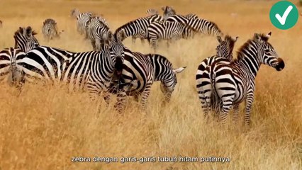 Sabana: Pentas Kehidupan dan Pertarungan Antar Spesies part 4