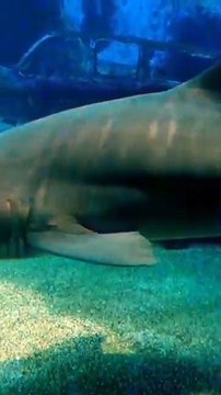 5 curiosidades increíbles sobre los tiburones 🦈 que seguro no sabías - MetaDato (360p, h264)