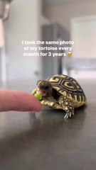 The growth of this tortoise shell