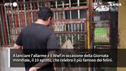 Allarme nel Wwf, in 25 anni dimezzata la popolazione dei leoni