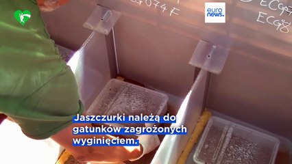 Rzym: wyjątkowe narodziny krytycznie zagrożonych jaszczurek