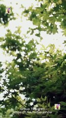 Reborn Reviled And Ridiculously Loved S Shorttv