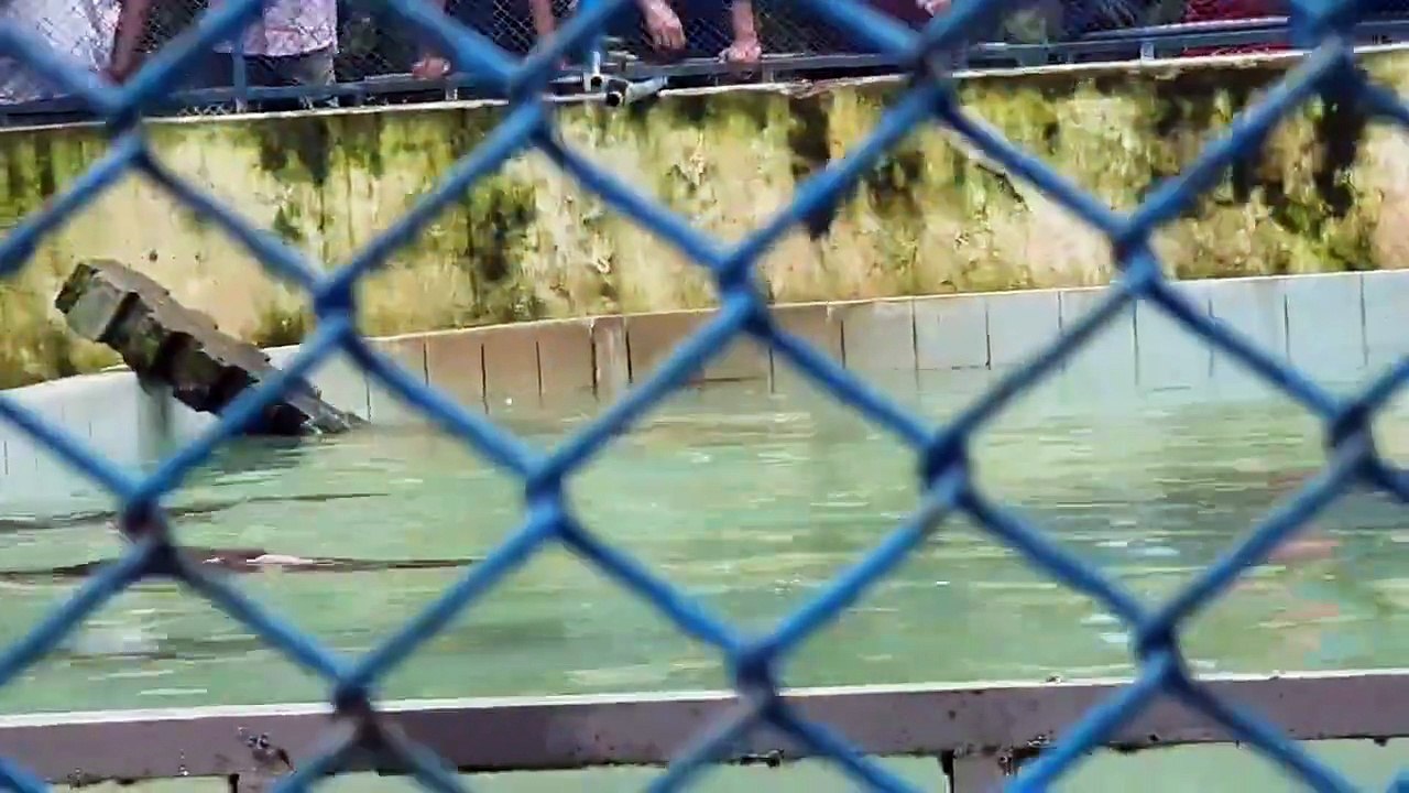 Dhaka Zoo _ Animals, Nature, Birds, Mammals, reptiles, etc.