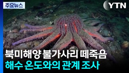 불가사리 60억 마리 떼죽음 원인균 밝혔다...결국 온난화 탓? / YTN