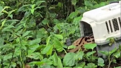 tn7-liberacion-animales-090825