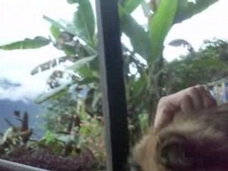 tony est son ami le chien