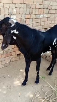 Beetal Goats/Black Beetal Goat/Red Beetal Goat/Long Heighted Goat/Healthy Goats/Cute Goats/Full Size