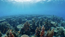 La historia secreta detrás de los arrecifes de coral
