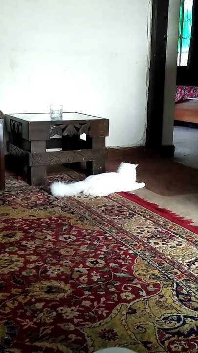 Naughty Cats