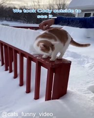 Chats Qui Font des Grimaces_1753542699