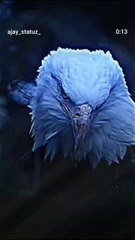 Hiiii welcome dear plz like and shear