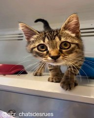 Compilation de Chats Qui Font le Buzz_1753544702