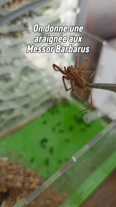 Comme certains le savaient avant même que j'en parle, j'ai donné cette araignée aux Messor.Et l'organisation de la colonie est vraiment impressionnant ! 😊