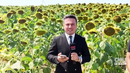 Ayçiçeği tarlalarında son durum ne? ''Dönümden yaklaşık 100 kilogram kayıp var''