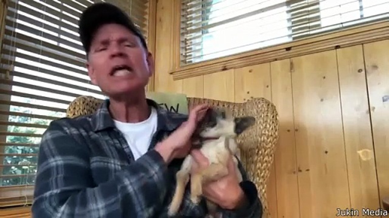 Best Dog Videos of the Decade