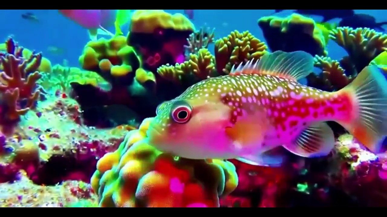 UNDER THE OCEAN