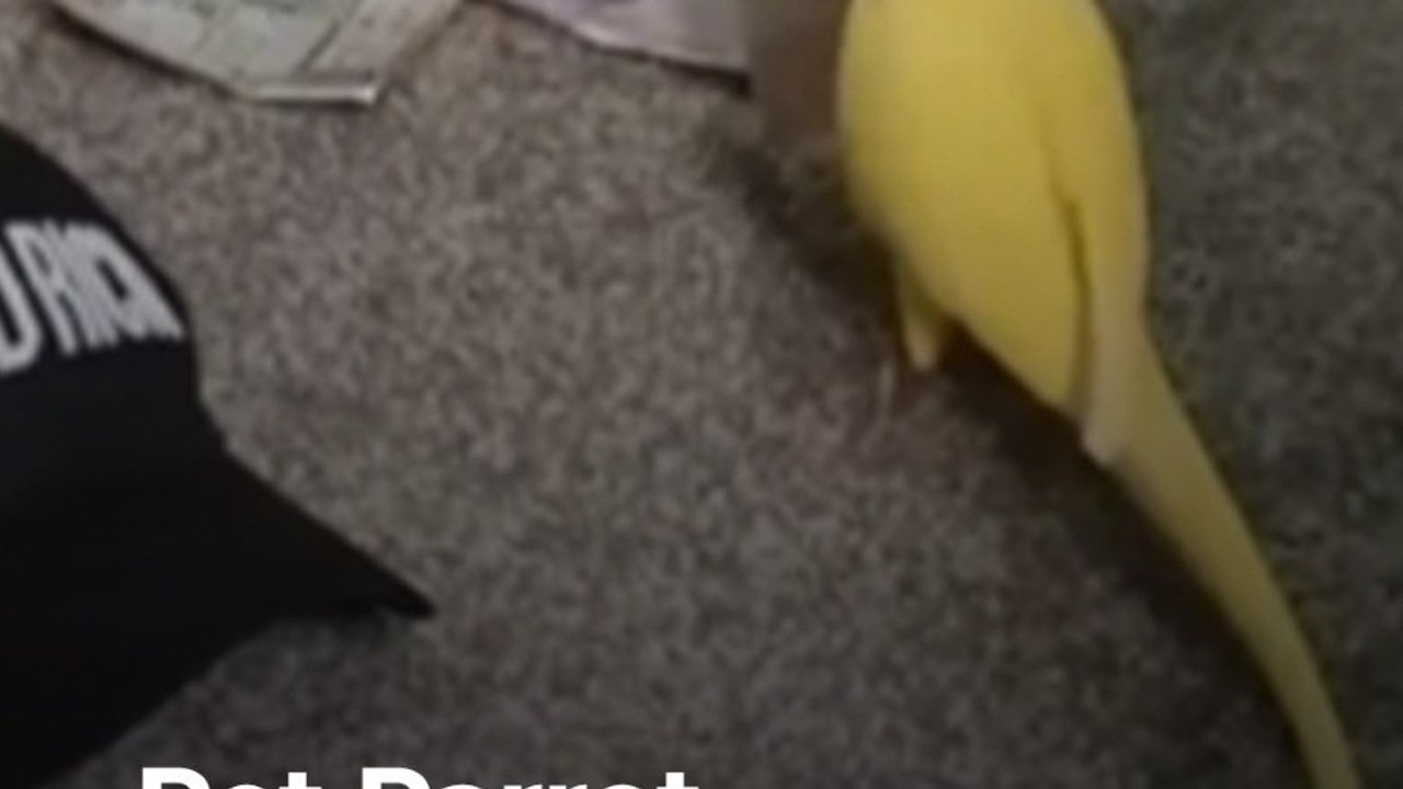 Pet Parrot Gets Owner Arrested
