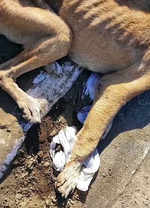 M1008017_We can really say that the dog is abandoned by someone since the dog_part2