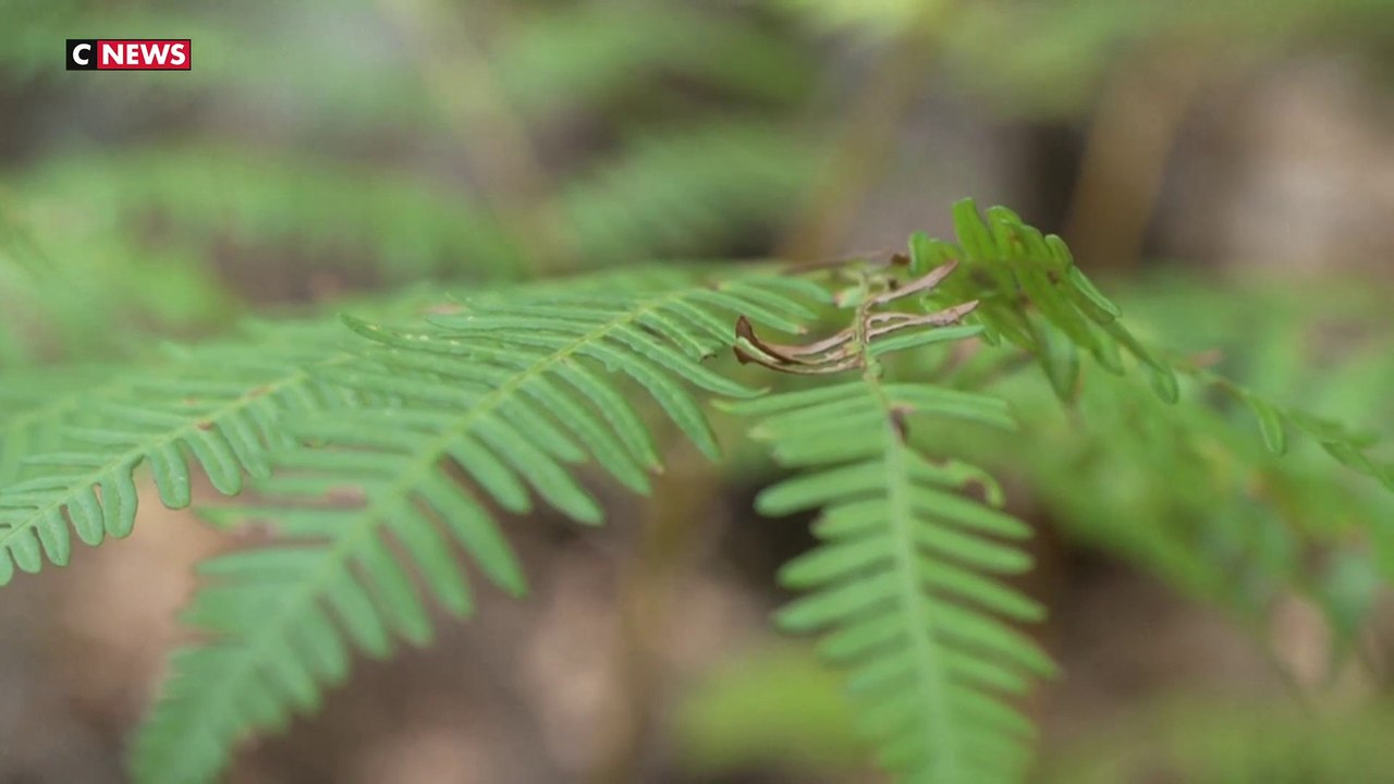 Fontainebleau : le sentier des 25 bosses en danger