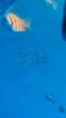 ADA KEHIDUPAN BARU DI KEDALAMAN LAUT