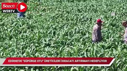 Edirne'de "süpürge otu" üreticileri ihracatı artırmayı hedefliyor