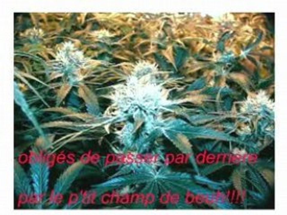 La beuh en poussiere