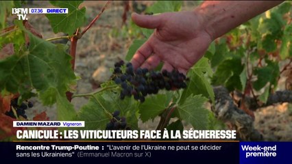 Canicule: avec les fortes chaleurs, les viticulteurs manquent d'eau et font face à la sécheresse