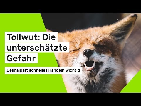Tollwut: Deshalb ist schnelles Handeln wichtig