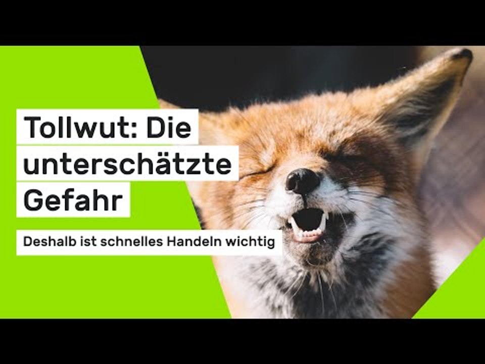 Tollwut: Deshalb ist schnelles Handeln wichtig