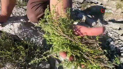 Şifalı taş kekiği için 1800 rakımlı yaylaya çıkıyorlar