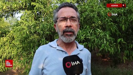 Adana'da kuraklık narenciye bahçelerini tehdit etmeye başladı