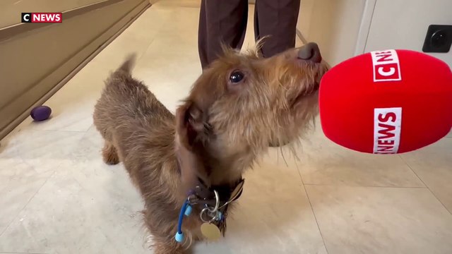 Hôtel : les chiens aussi ont le droit aux vacances